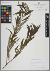 Foto von Salix atrocinerea Brot. x Salix viminalis L.